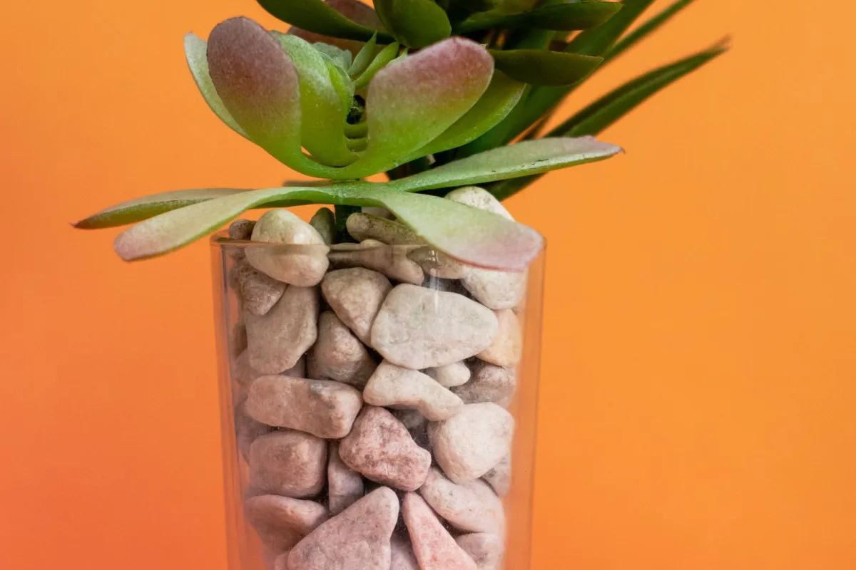 Succulent in a glass planter filled with pink tumbled stones
